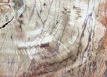 Colorful Petrified Wood (Araucaria) Slab - Arizona #41341-1